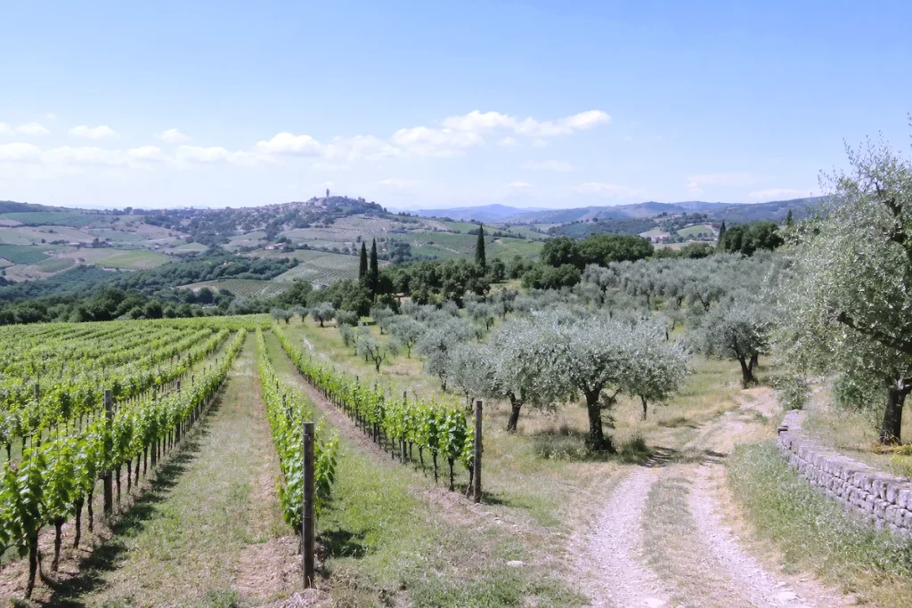 Development land, land for sale in Italy, investment land, building land, vineyard land, olive grove land, countryside development opportunities